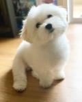 Maltese