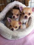 chihuahua puppie