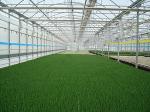 GREENHOUSE